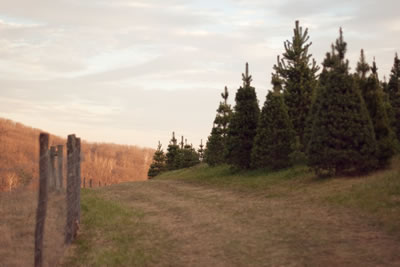 Ostlund Christmas Tree Farm 