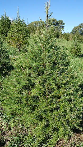 Douglas Fir