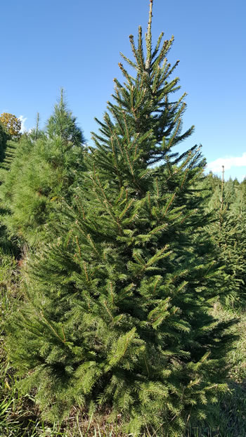 Norway Spruce