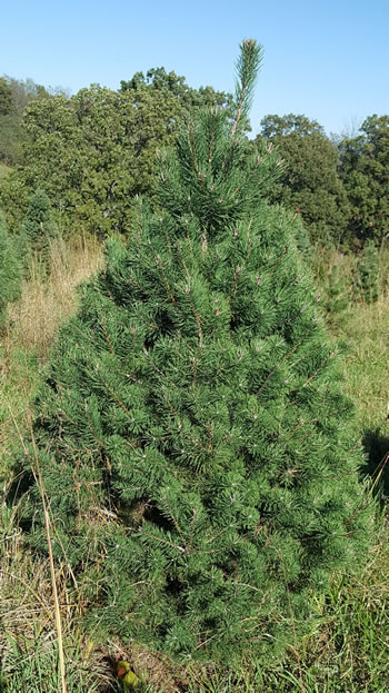 Scotch Pine