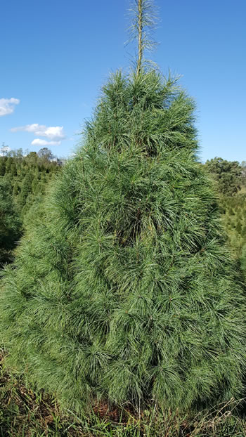 White Pine